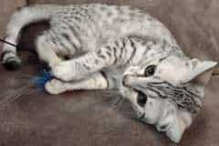 Trixie Egyptian Mau silver female #2 DOB 5-5-23