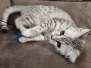 Trixie Egyptian Mau silver female #2 DOB 5-5-23