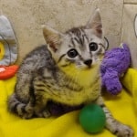 Egyptian-Mau-breeder-NC