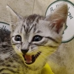 Egyptian-Mau-breeder