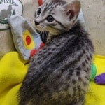 Egyptian-Mau-cat-spots