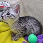 Egyptian-Mau-cat