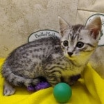 Egyptian-Mau-cats-for-sale