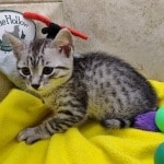Egyptian-Mau-female