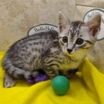 Egyptian-Mau-for-sale