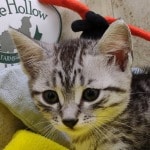 Egyptian-Mau-silver