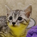 Mau-breeder