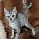 Egyptian Mau silver female