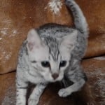 Egyptian Mau silver female