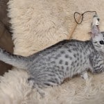 Egyptian Mau silver female