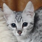 Egyptian Mau silver female
