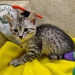 egyptian-Mau-kitten-for-sale
