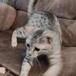 Egyptian Mau silver female