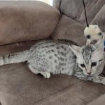 Egyptian Mau silver female