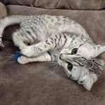 Egyptian Mau silver female