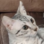 Egyptian Mau silver female