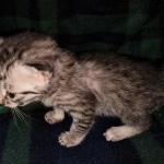 Mau, Silver, female, DOB 5-9-20