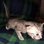 Mau, Silver, female, DOB 5-9-20