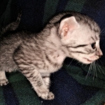 Mau, Silver, female, DOB 5-9-20