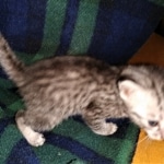 Mau, Silver, female, DOB 5-9-20