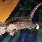 Mau, Silver, female, DOB 5-9-20