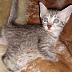 Mau, Silver, female, DOB 5-9-20