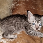 Mau, Silver, female, DOB 5-9-20