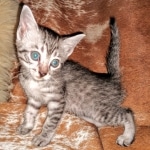 Mau, Silver, female, DOB 5-9-20