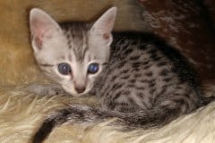 Diana  Female #2 DOB 6-29-20