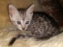 Diana  Female #2 DOB 6-29-20