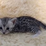Mau, silver, Female, DOB 6-29-20