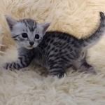 Mau, silver, Female, DOB 6-29-20