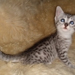 Diana, Mau, silver, Female, DOB 6-29-20