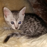 Diana, Mau, silver, Female, DOB 6-29-20