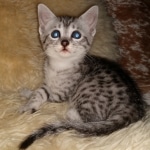 Diana, Mau, silver, Female, DOB 6-29-20