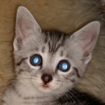 Diana, Mau, silver, Female, DOB 6-29-20
