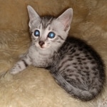 Diana, Mau, silver, Female, DOB 6-29-20