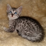 Diana, Mau, silver, Female, DOB 6-29-20