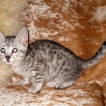 Mau, Silver, Female, DOB 6-5-20