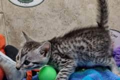Spice Egyptian Mau Silver female #2 DOB 7-26-22