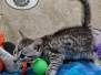 Spice Egyptian Mau Silver female #2 DOB 7-26-22