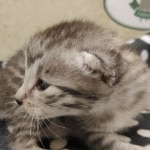 Mau silver female DOB 7-26-22