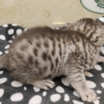 Mau silver female DOB 7-26-22