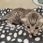 Mau silver female DOB 7-26-22