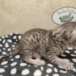 Mau silver female DOB 7-26-22