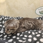 Mau silver female DOB 7-26-22