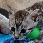 Mau silver female DOB 7-26-22