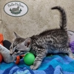 Mau silver female DOB 7-26-22