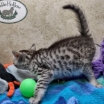 Mau silver female DOB 7-26-22