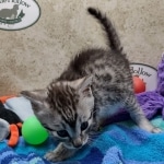 Mau silver female DOB 7-26-22
